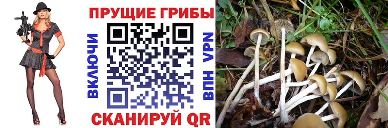 Псилоцибиновые грибы мицелий  Купить где  Чайковский 
